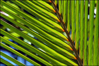 Photo of palm on Maui