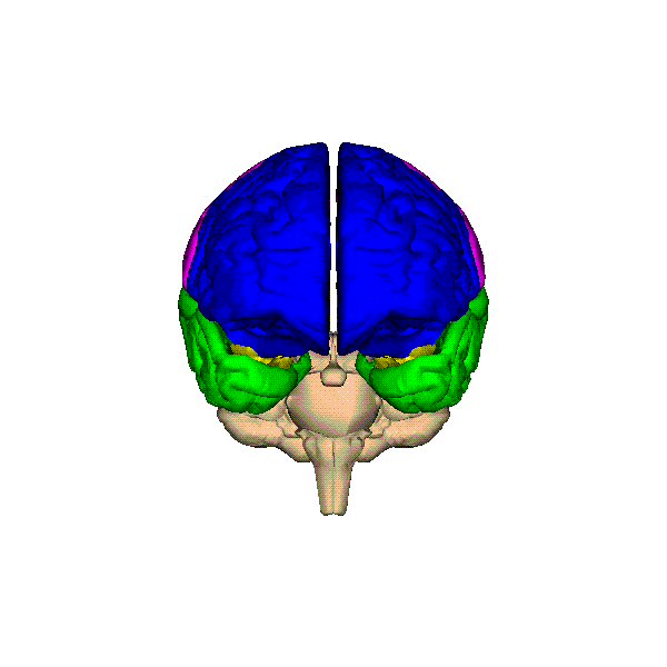 3-D Brain Images