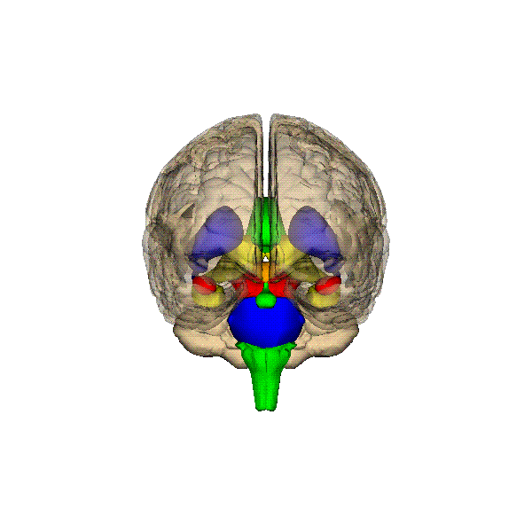 3-D Brain Images