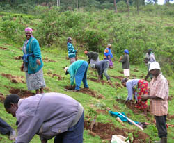 Wangari and others working hard for the Green Belt Movement
